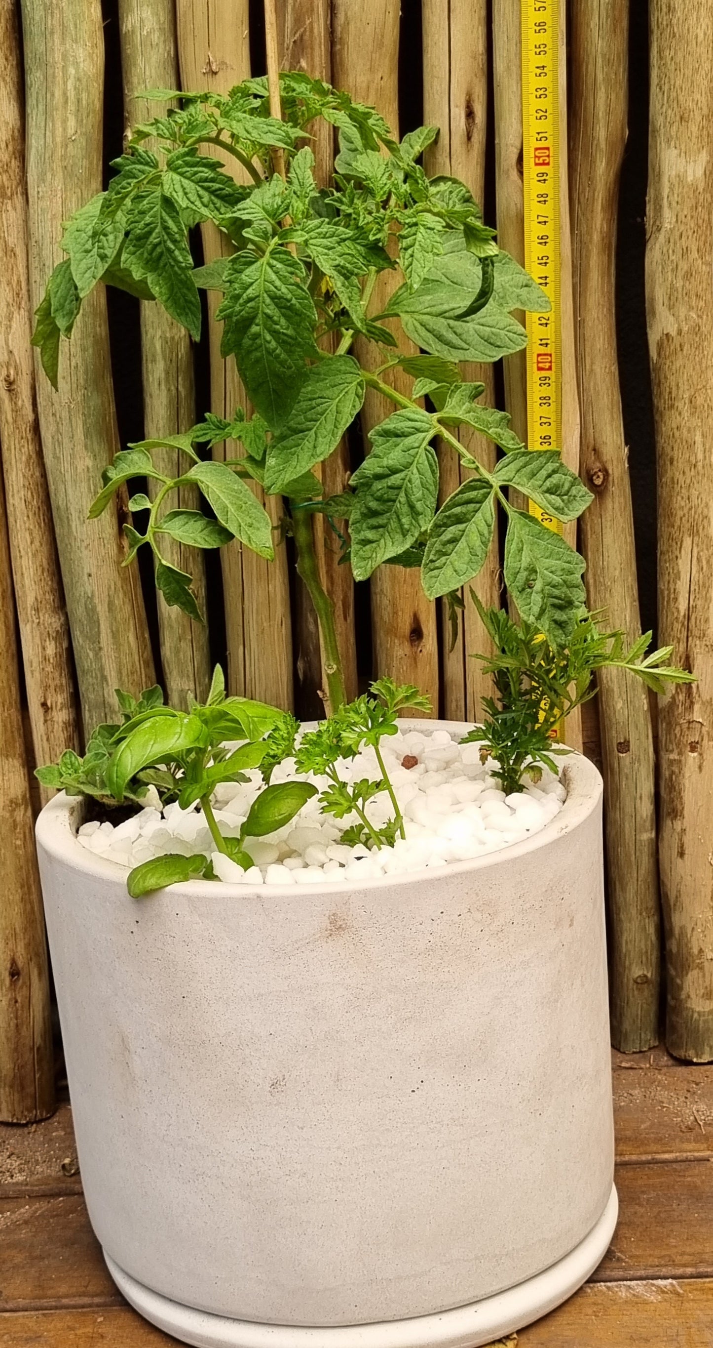 Tomato & mixed herbs in 20cm cement pot