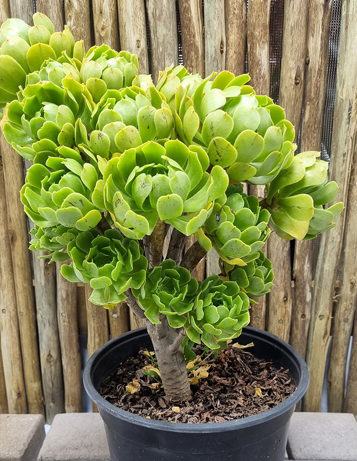Aeonium arboreum - 17cm