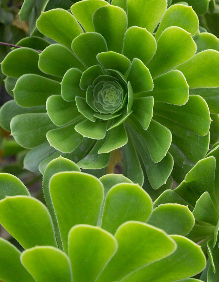 Aeonium arboreum - 17cm