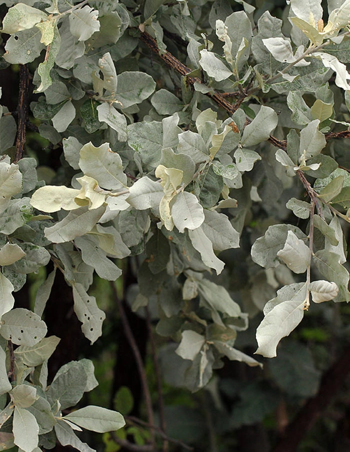 Brachylaena discolor - 70 litre