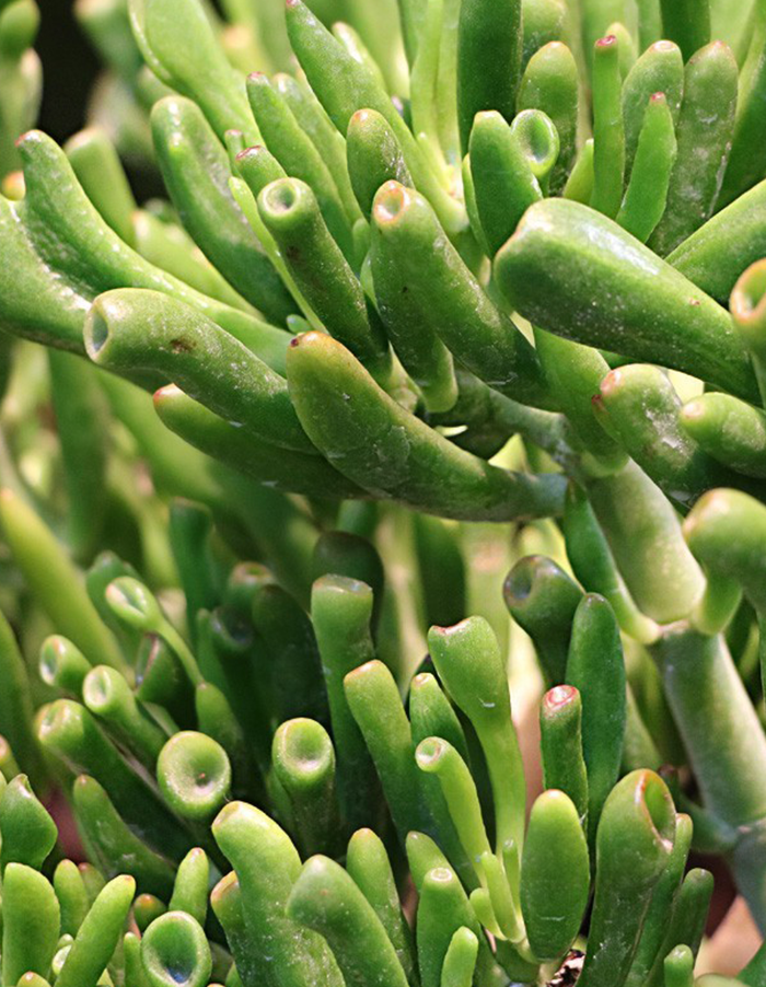 Crassula 'Horntree' Hobbit