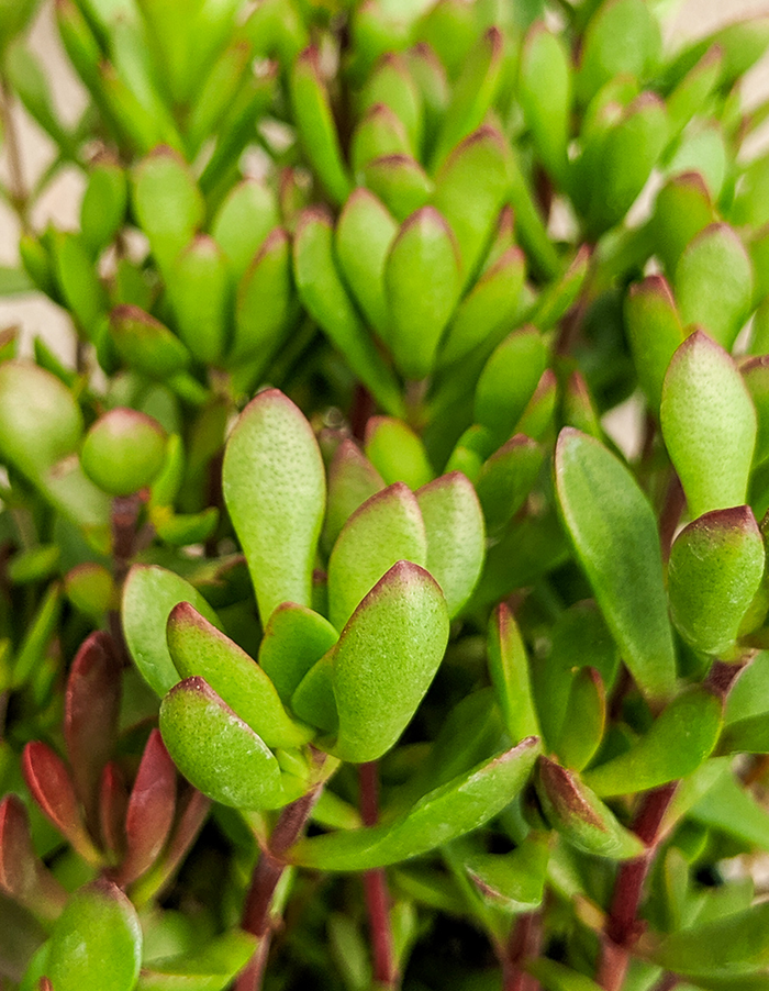 Crassula pubescens 'Red Carpet'
