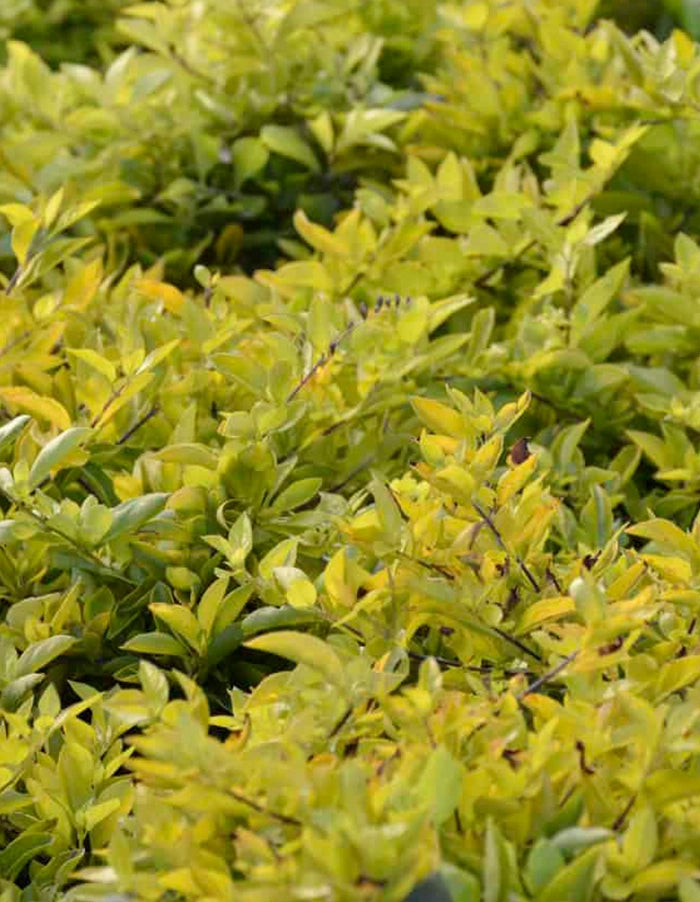 Duranta 'Gold Mine' - 70 litre