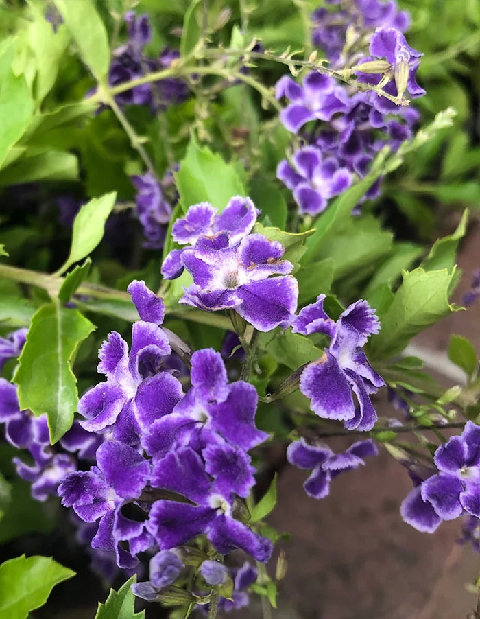Duranta 'Sapphire Showers' - 70 litre