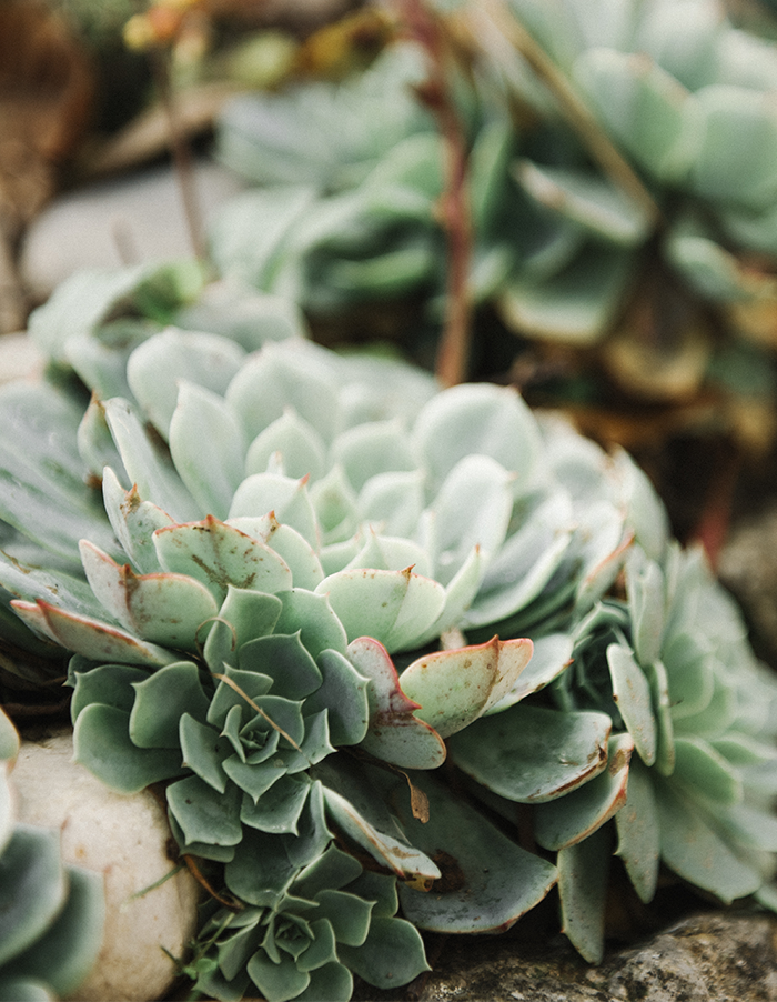 Echeveria 'Canadian'
