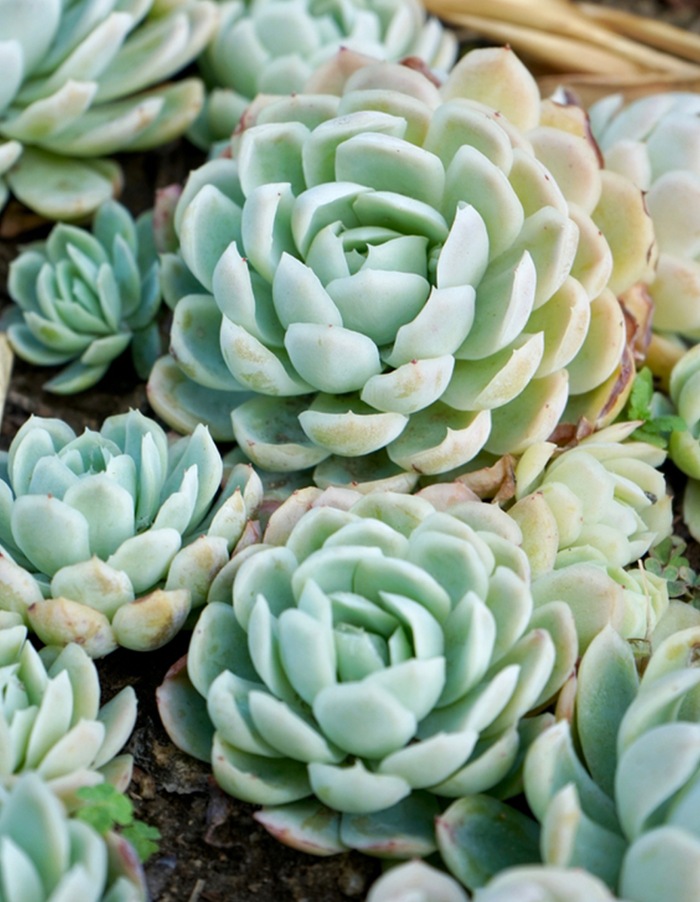 Echeveria 'Elegans'