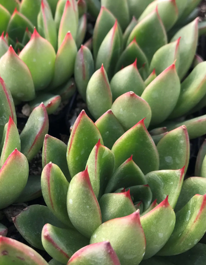 Echeveria agavoides