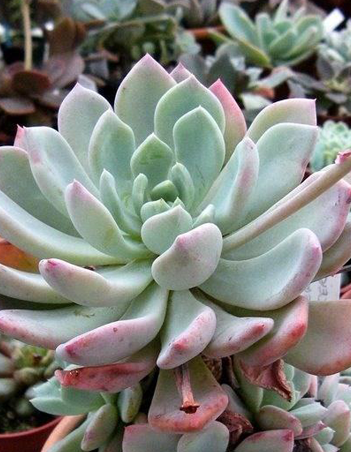 Echeveria x scheideckeri