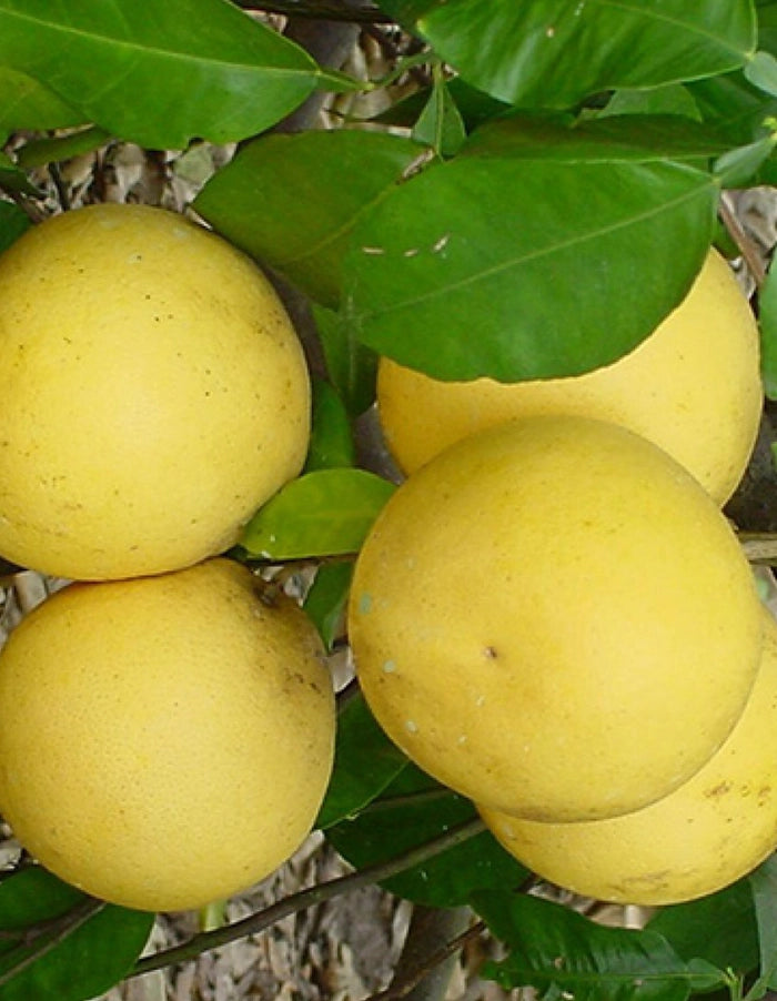 Grapefruit - Marsh (Yellow fruit) - 70 litre