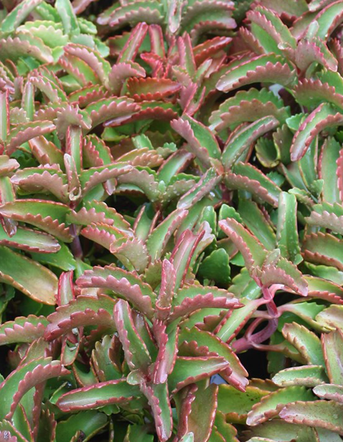 Kalanchoe sexangularis - 23cm