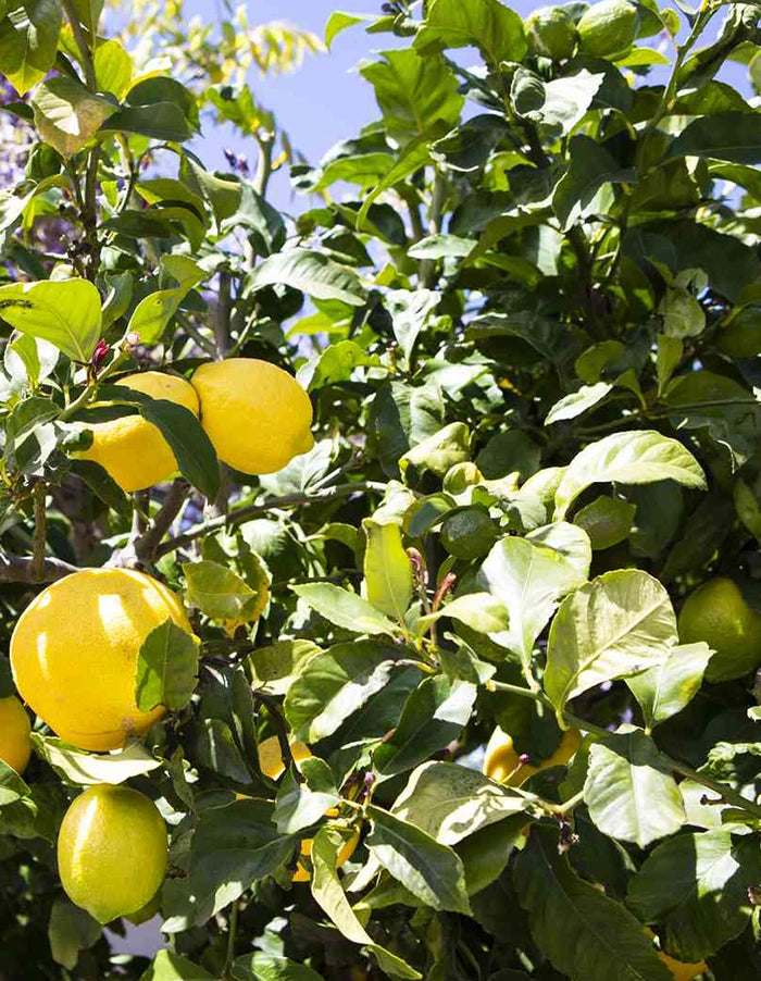 Lemon - Eureka - 70 litre