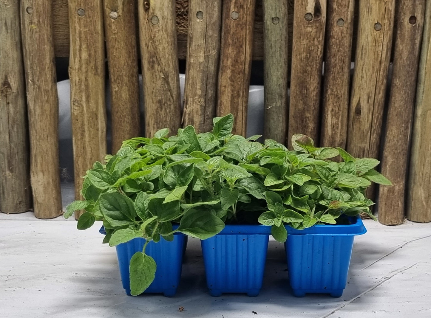 Origanum - 6 pack