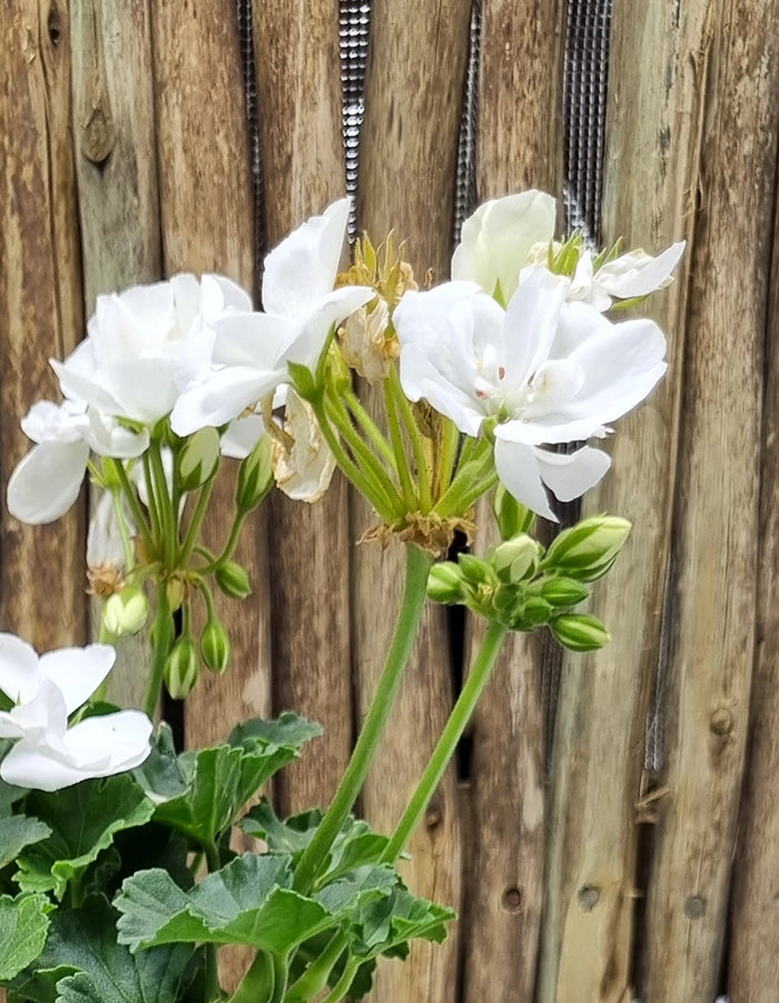 Pelargonium Turkana white