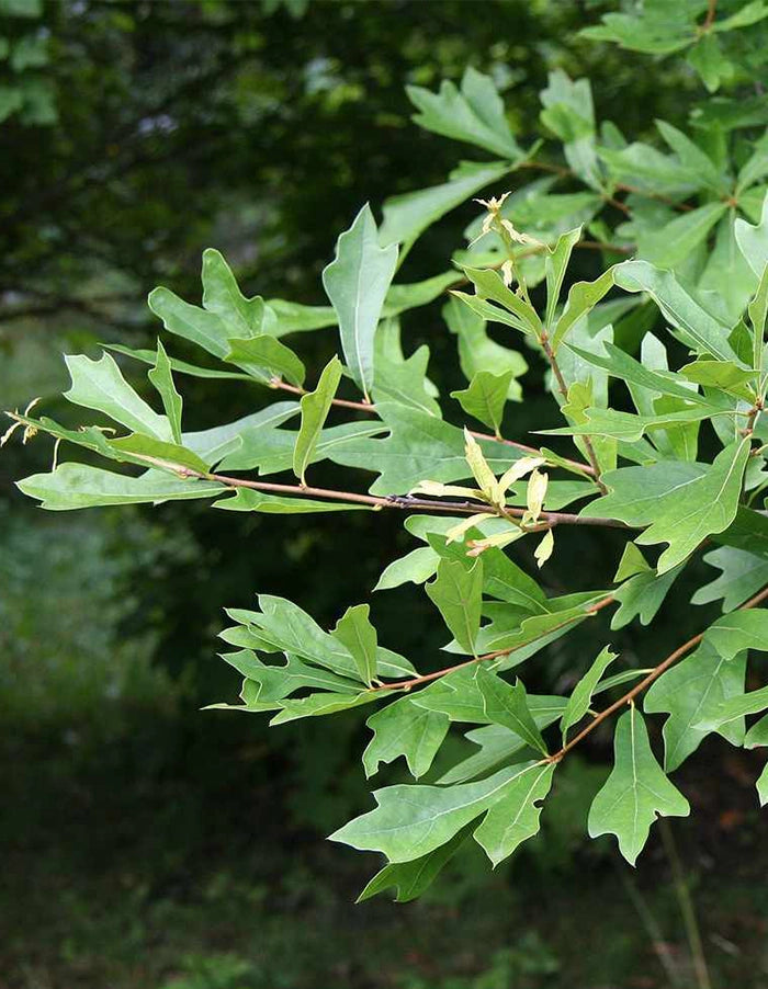 Quercus nigra - 70 litre