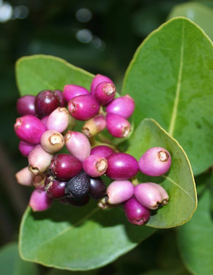 Syzygium cordatum - 70 litre