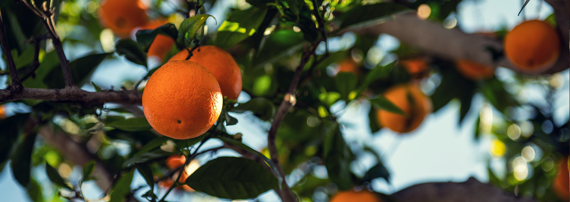 Growing Fruit trees