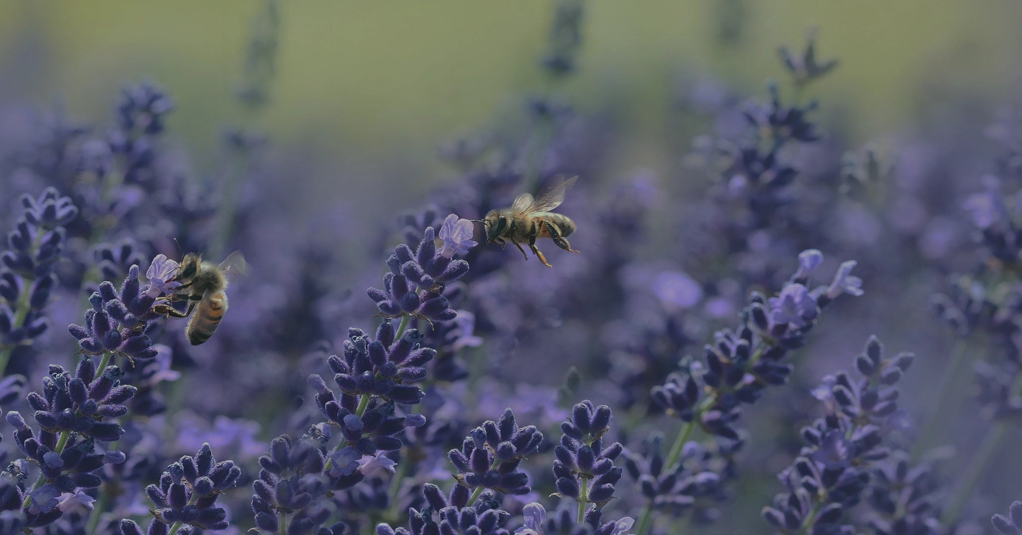 Gardening for bees