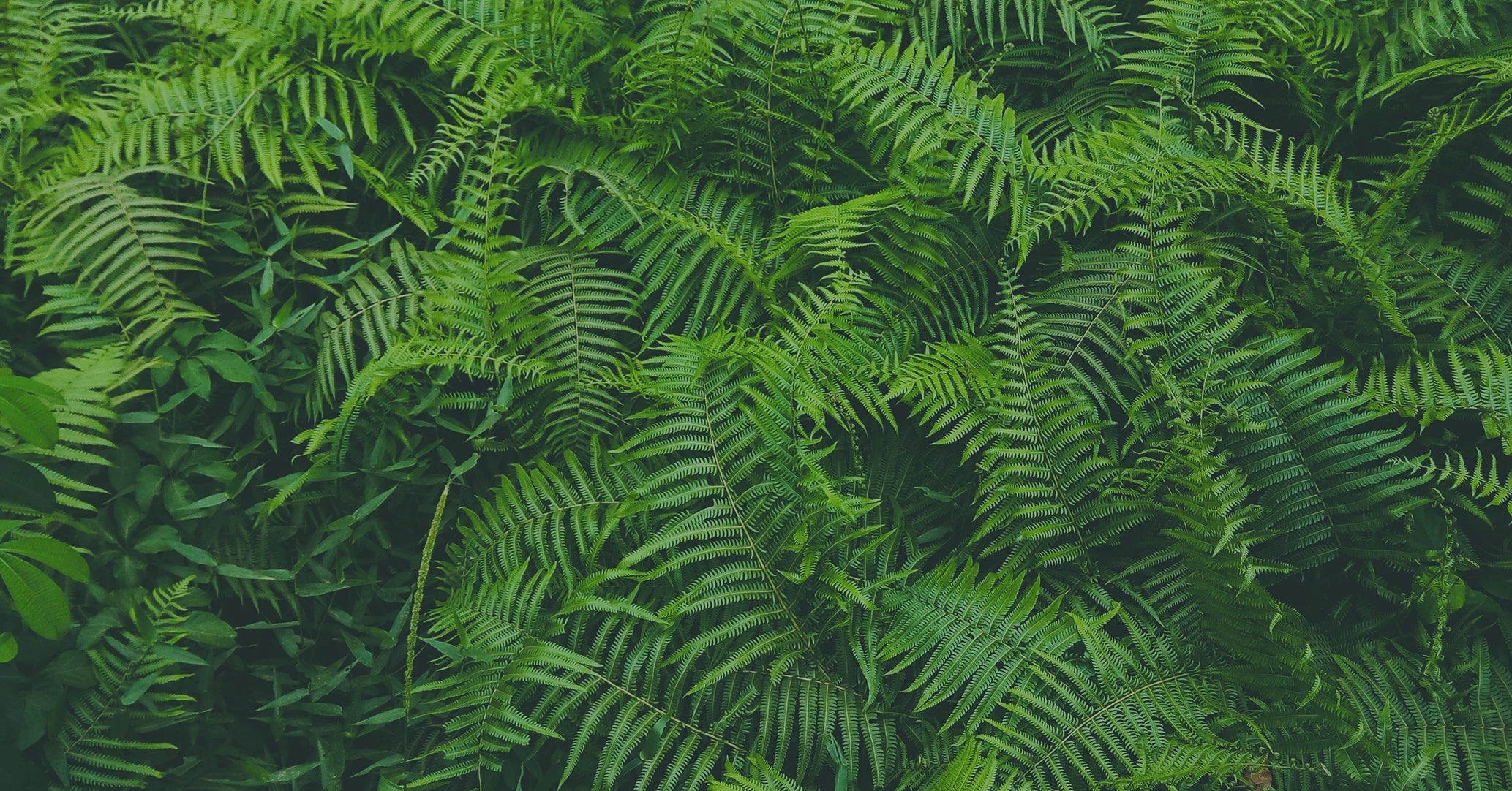 Passflora Ferns, palms and bamboo