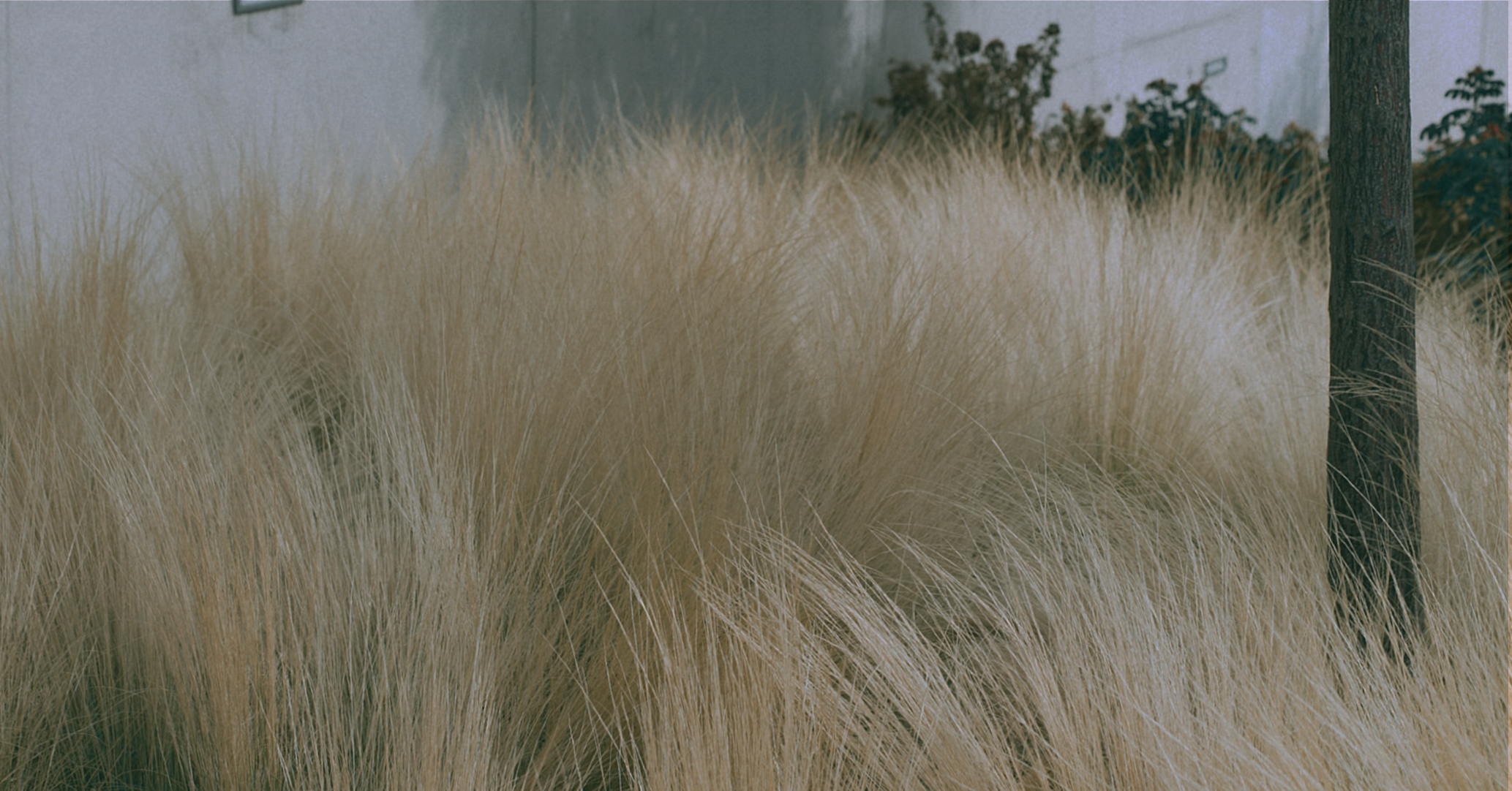 Ornamental grasses