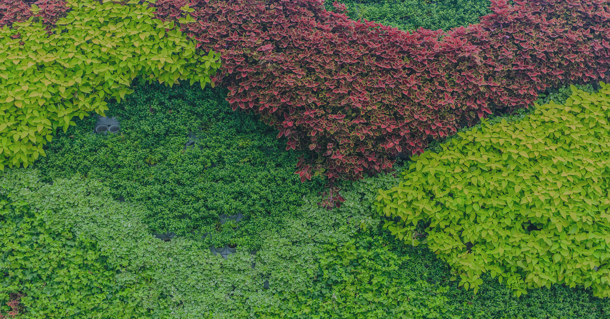 Ground Cover