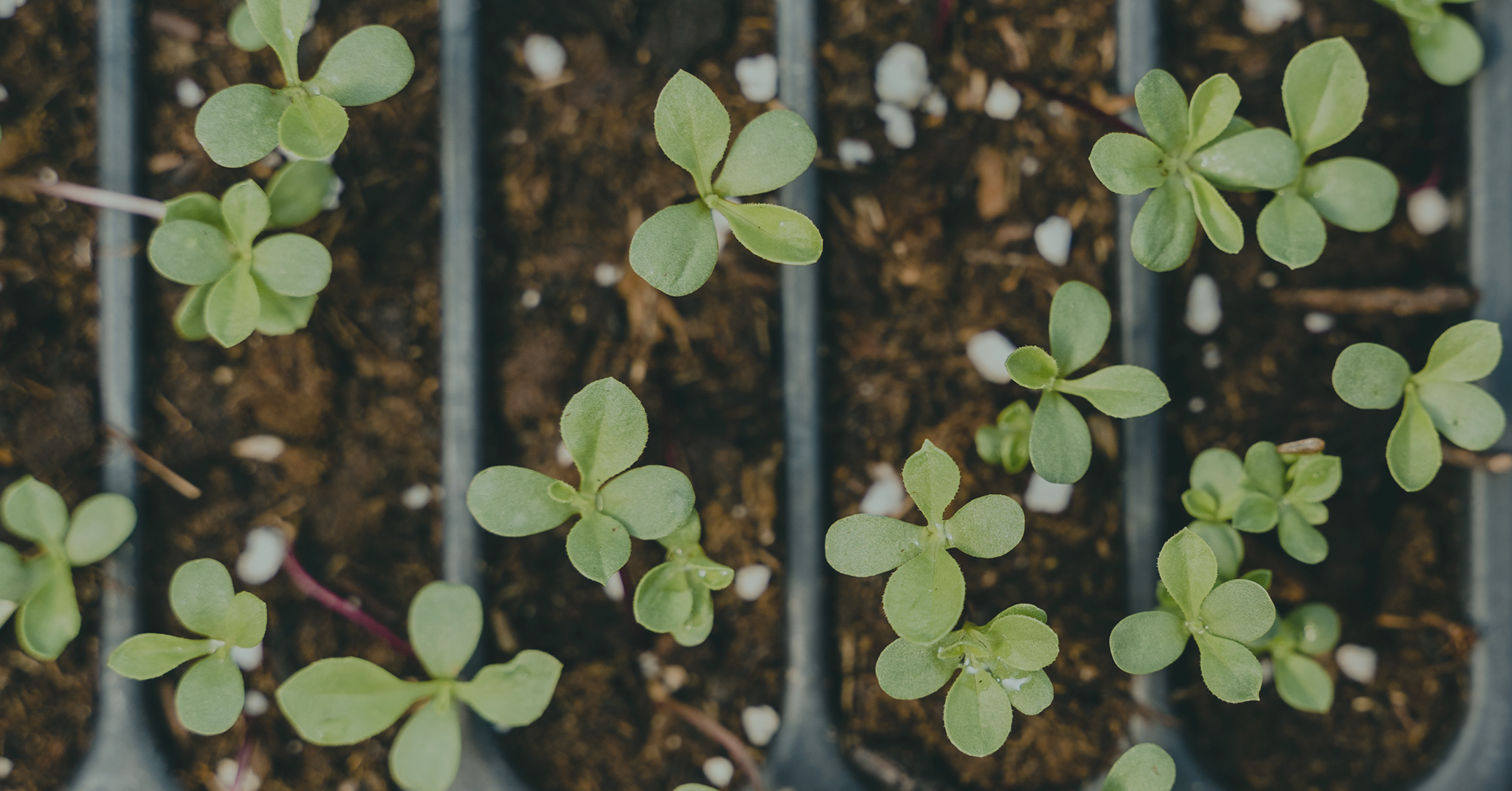 Seedlings