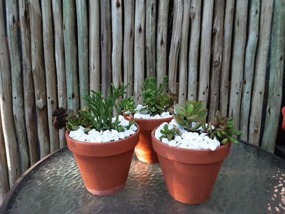 Mixed succulent bowl - 10cm