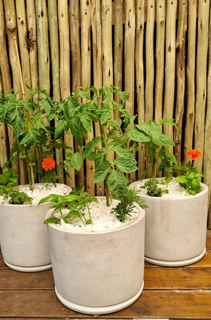 Tomato & mixed herbs in 20cm cement  pot