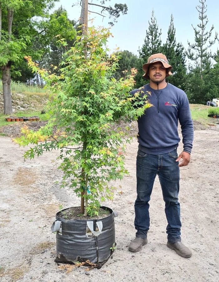 Acer palmatum (green)