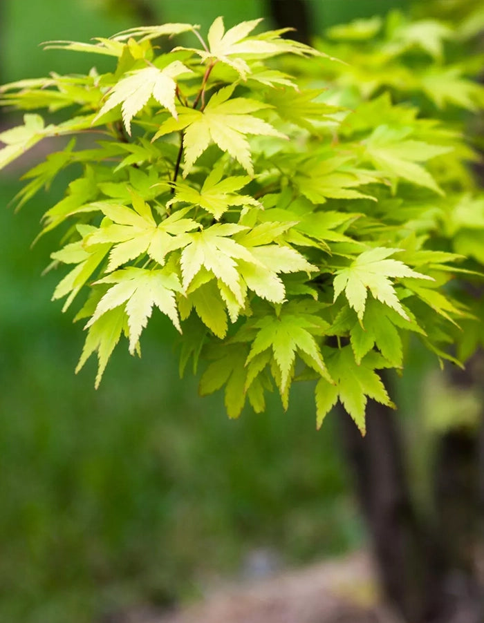 Acer palmatum (green)