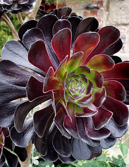 Aeonium arboreum 'Zwartkop' - 23cm