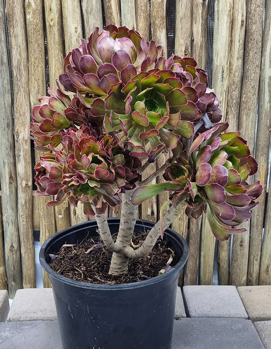 Aeonium arboreum 'Atropurpureum - 23cm