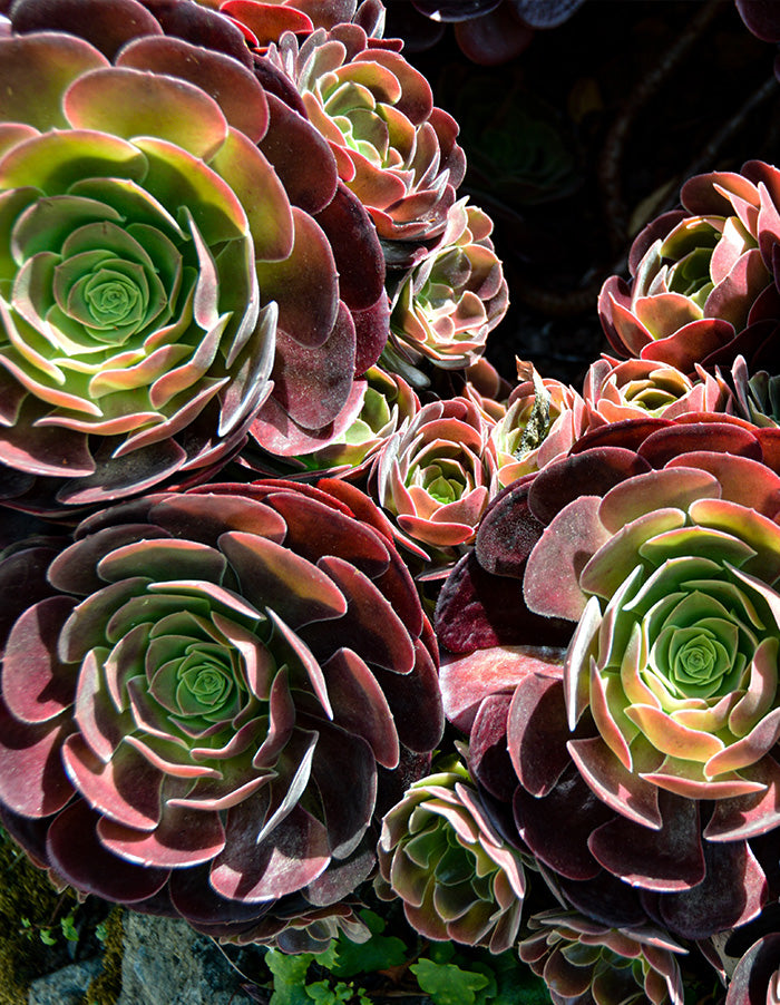 Aeonium arboreum 'Atropurpureum - 23cm