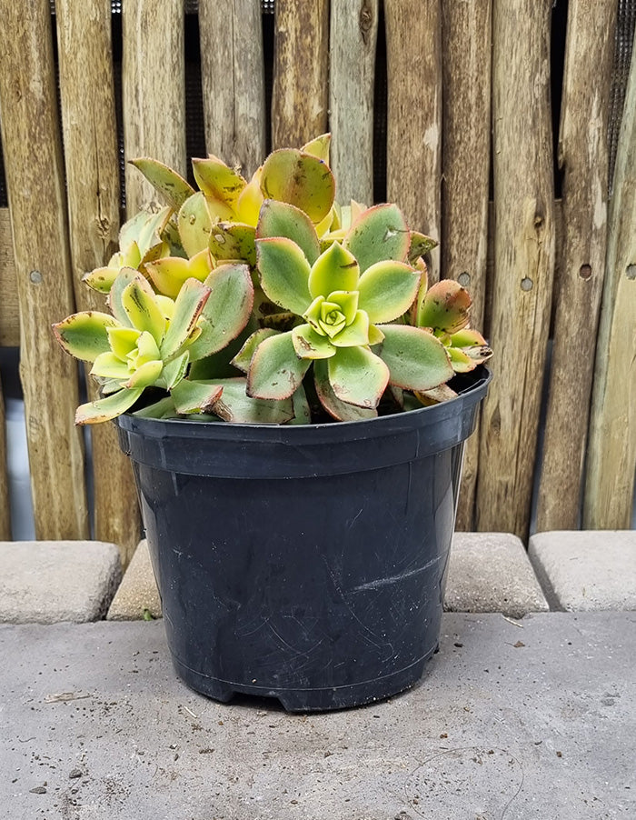 Aeonium haworthii Dream Colour