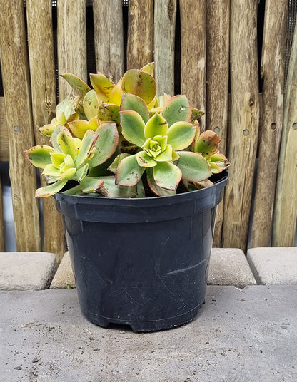 Aeonium haworthii Dream Colour