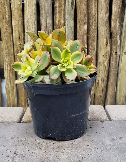 Aeonium haworthii Dream Colour