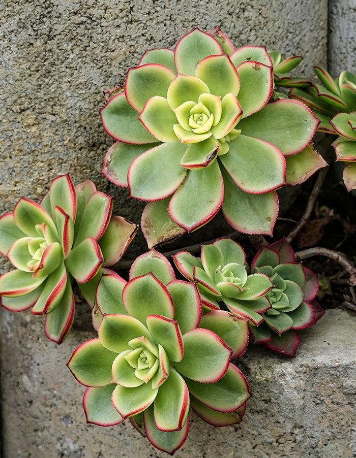 Aeonium haworthii Dream Colour