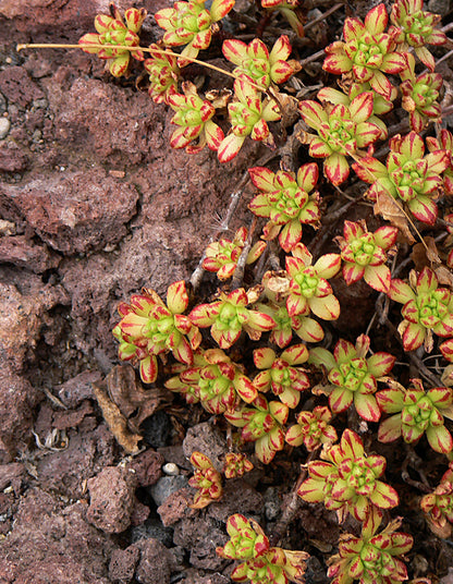 Aeonium sedifolium