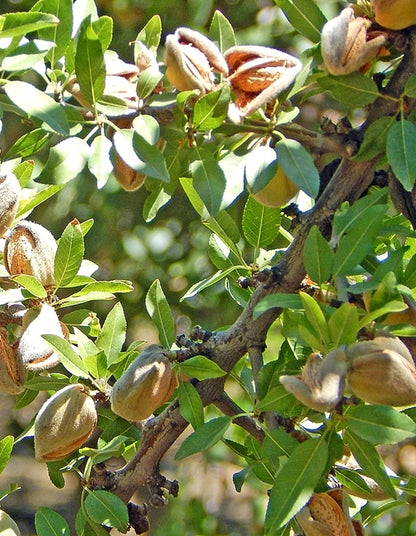 Almond - Non pareil tree