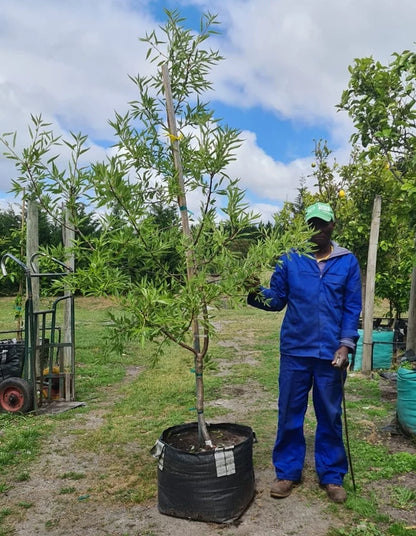 Almond - Peerless tree