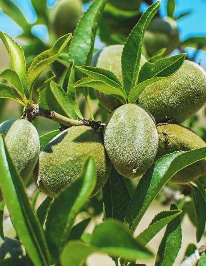 Almond - Peerless tree