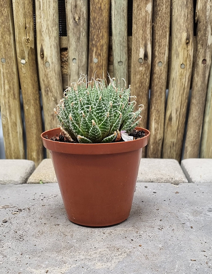 Aloe aristata - 10cm