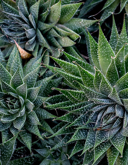 Aloe aristata - 10cm