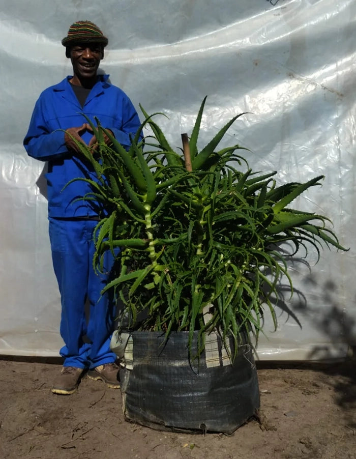 Aloe arborescens 70lt