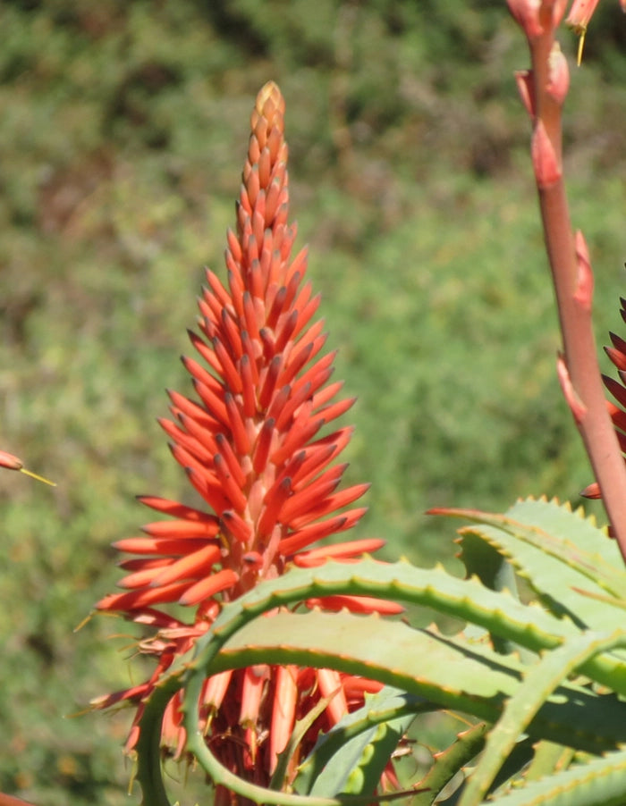 Aloe arborescens 70lt