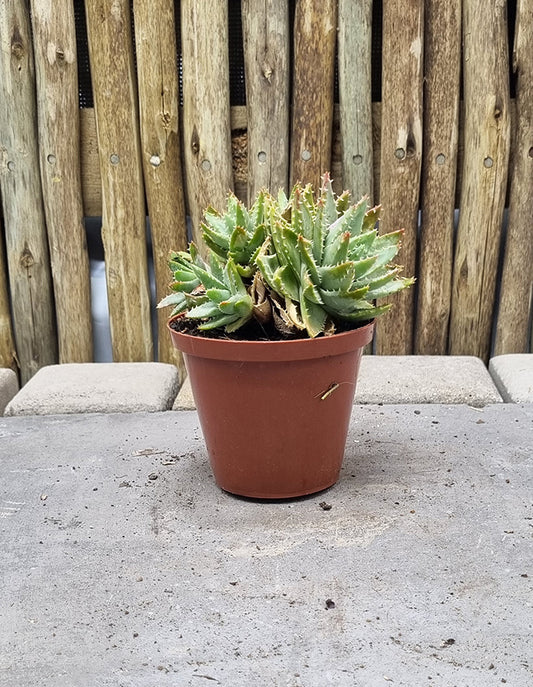 Aloe brevifolia - 15cm