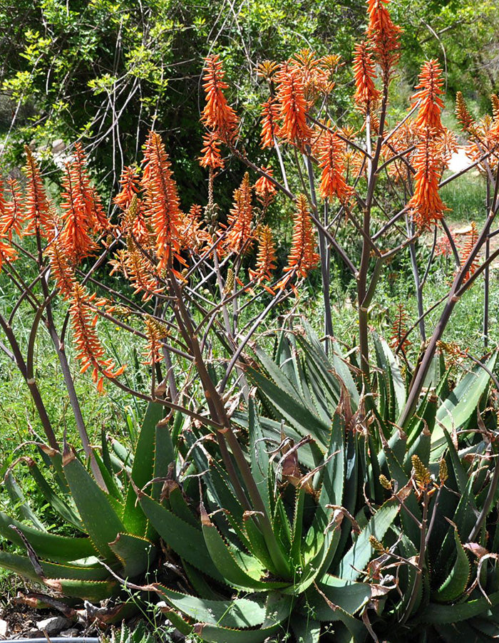 Aloe brevifolia - 15cm