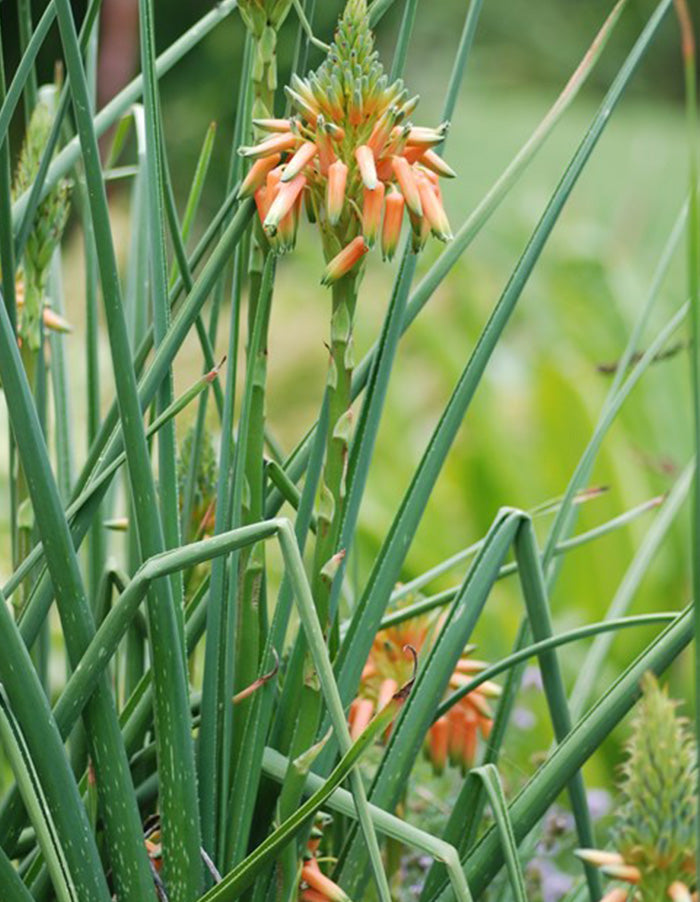 Aloe cooperi - 15cm