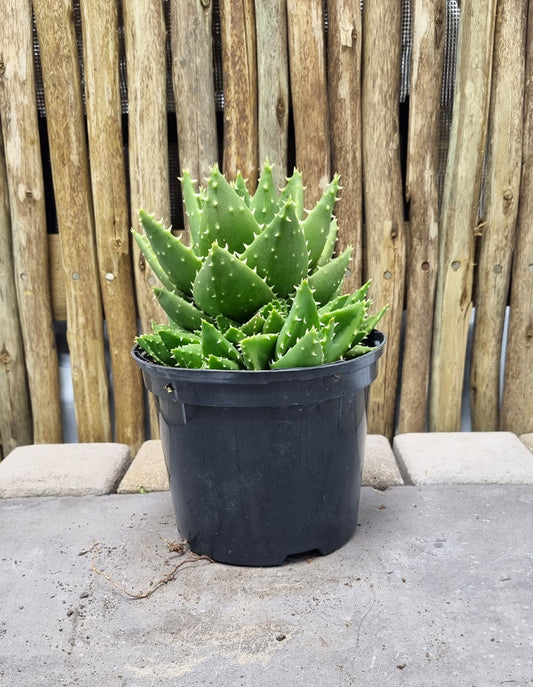 Aloe mitriformis