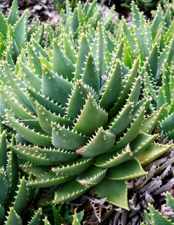 Aloe mitriformis