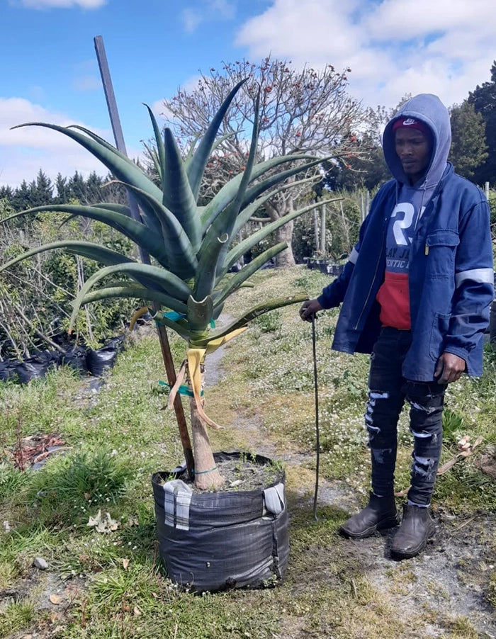 Aloe thraskii 70 litre